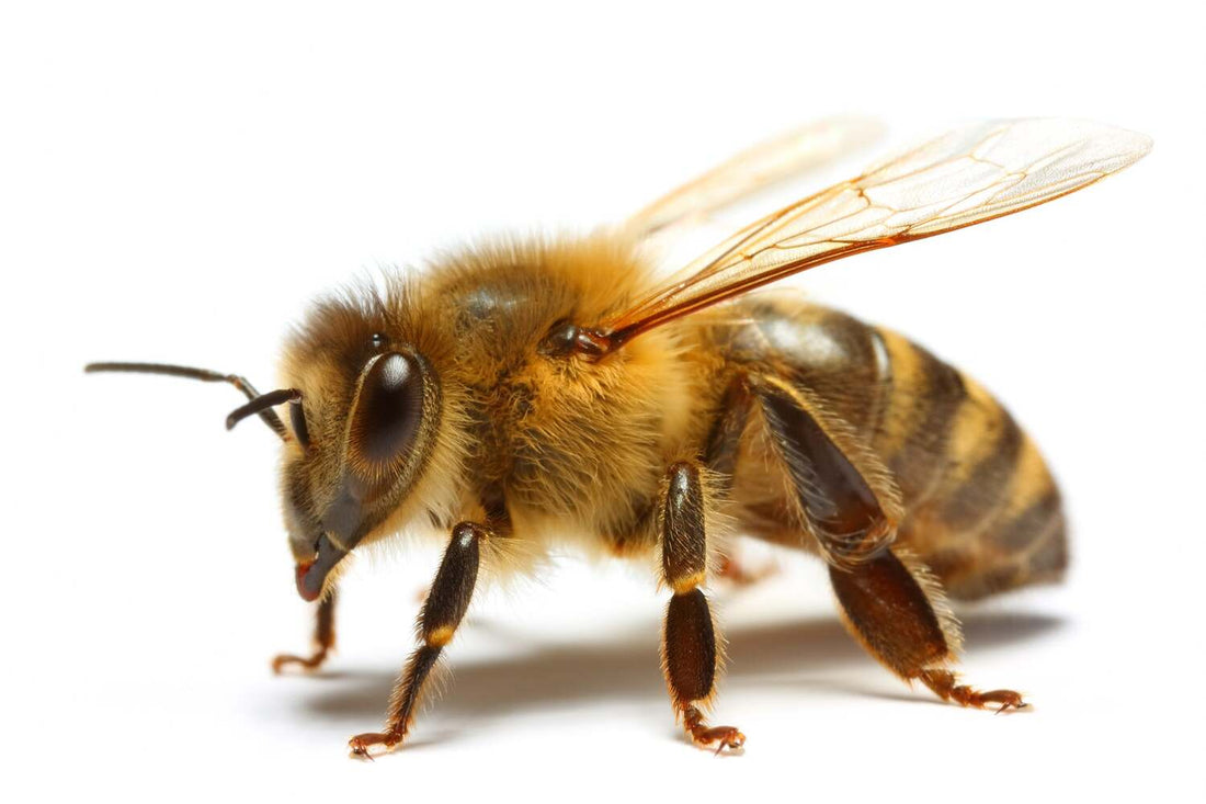 interesting facts of honey bees